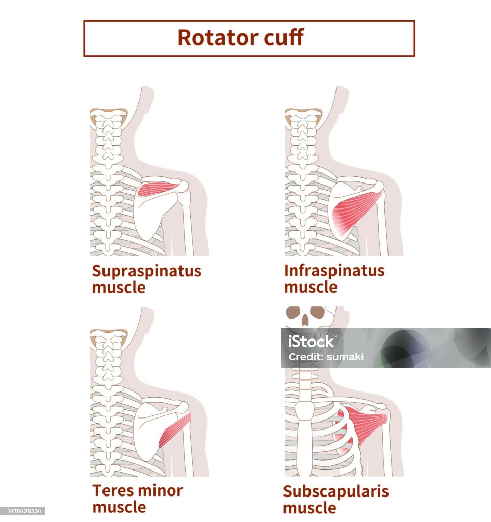 Illustration Of The Anatomy Of The Rotator Cuff Stock Illustration ... Biology Diagrams