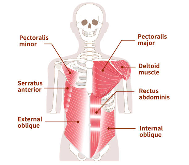 ilustrações de stock, clip art, desenhos animados e ícones de large muscles in the abdomen, chest, and shoulders outer and inner muscles - deltoid