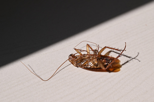 Cockroach upside down on the floor