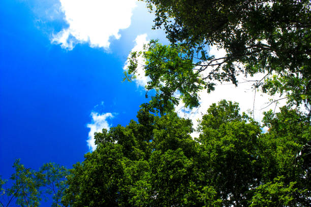 istock Green tree leaves and beautiful panoramic blue sky. Bottom view background. Left copy space 1475429232