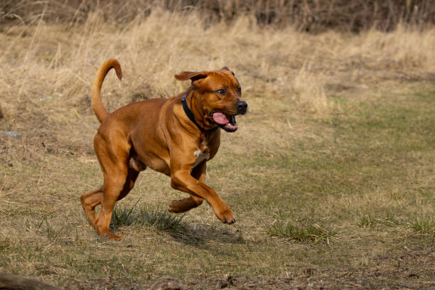 istock Dog breed Tosa inu (Japanese mastiff) 1475429239