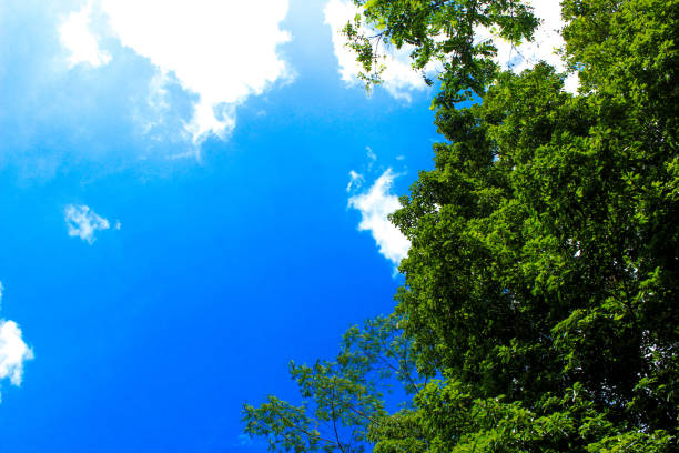 istock Green tree leaves and beautiful panoramic blue sky. Bottom view background. Left copy space 1475429245