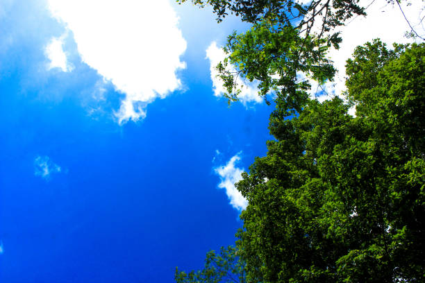 istock Green tree leaves and beautiful panoramic blue sky. Bottom view background. Left copy space 1475429254