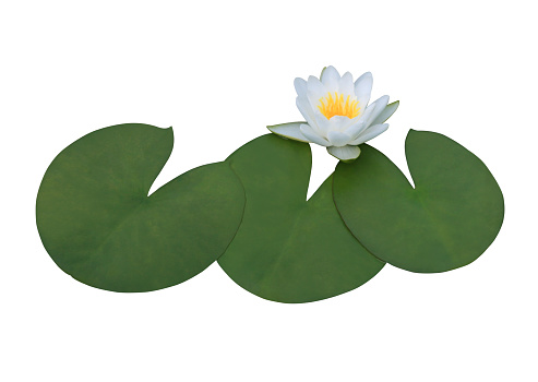 Lotus or Water lily or Nymphaea flower. Close up white lotus flower on lotus leaves isolated on white background.