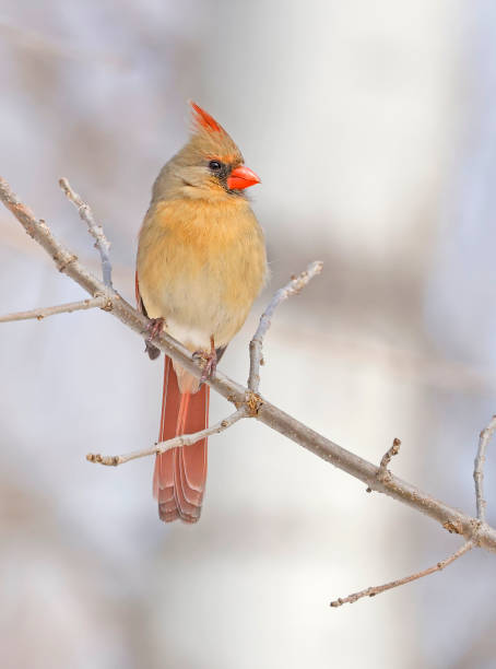 istock Northern Cardinal female perched on the tree branch, Quebec, Canada 1475431397