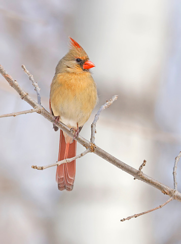 Northern Cardinal female perched on the tree branch, Quebec, Canada