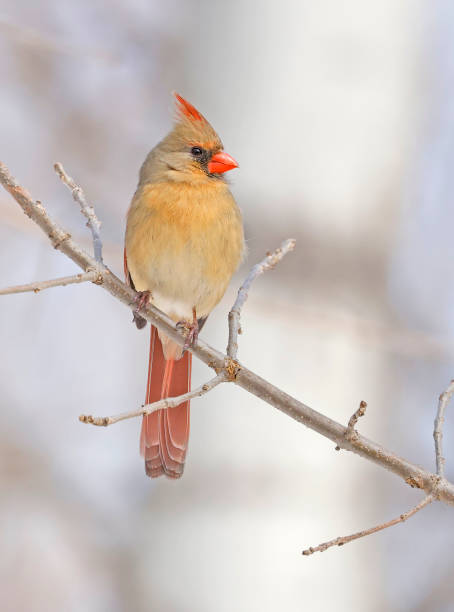 Northern Cardinal female perched on the tree branch, Quebec, Canada Northern Cardinal female perched on the tree branch, Quebec, Canada female cardinal bird stock pictures, royalty-free photos & images