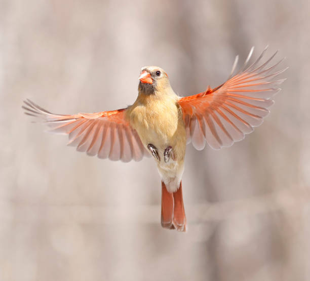 istock Northern Cardinal female flying, Quebec, Canada 1475431398
