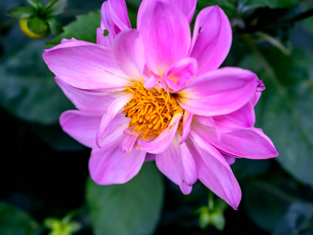 istock bright fresh multicolored dahlias in the garden 1475432462
