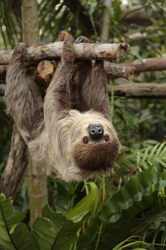 Least Concern species, Linné's Two-toed Sloth or Choloepus didactylus