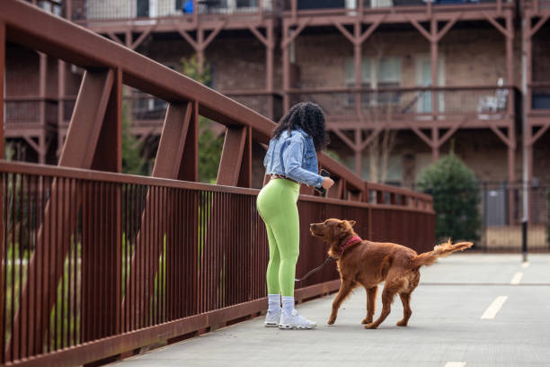 istock Playful dog outside with his owner 1475435632