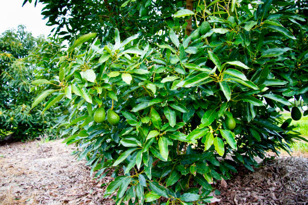 plantation d’avocats biologiques - avocado australia crop farm photos et images de collection