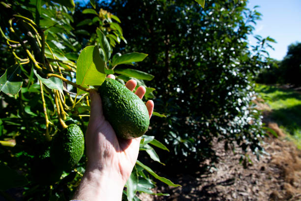 Organic Avocado Plantation - Western Australia