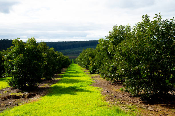 органическая плантация авокадо - avocado australia crop farm стоковые фото и изображения