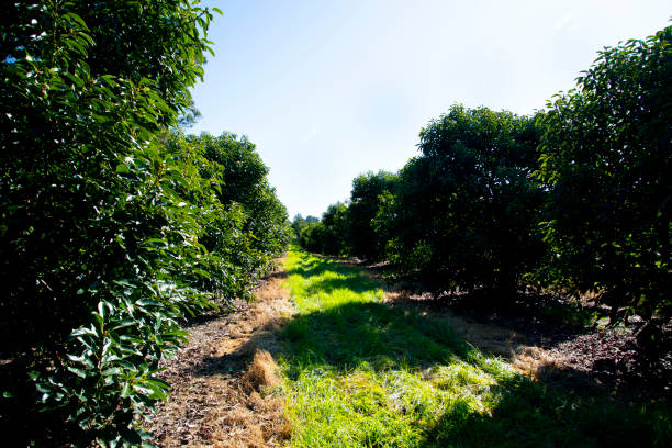 органическая плантация авокадо - avocado australia crop farm стоковые фото и изображения