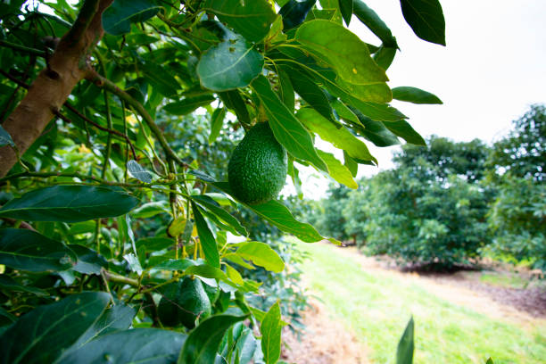 organic avocado plantation - avocado australia crop farm imagens e fotografias de stock