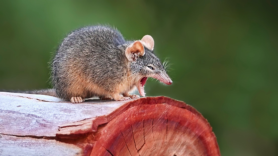 Yellow-footed antechinus in the Central Victorian bushland having a yawn