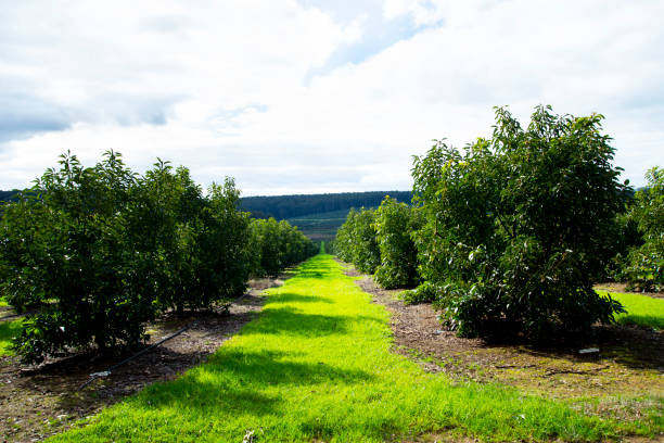 органическая плантация авокадо - avocado australia crop farm стоковые фото и изображения