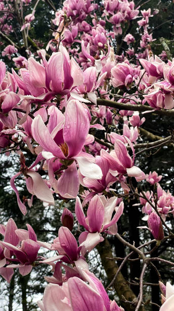 istock pink magnolia blossoms misted in rain 1475439394