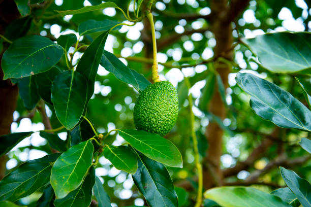 plantation d’avocats biologiques - avocado australia crop farm photos et images de collection