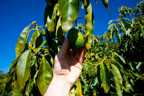 органическая плантация авокадо - avocado australia crop farm стоковые фото и изображения