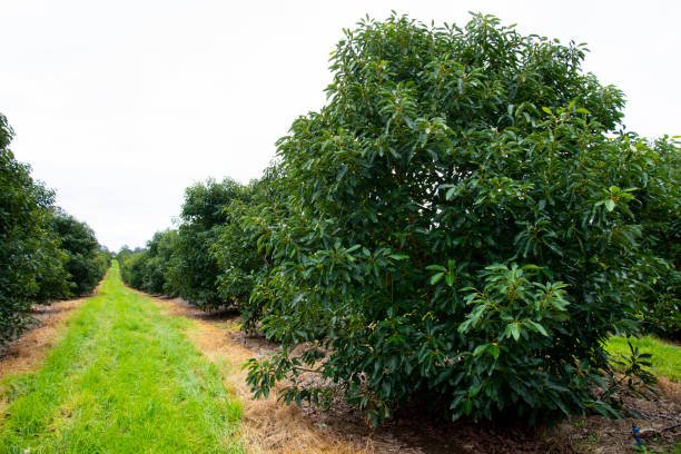 органическая плантация авокадо - avocado australia crop farm стоковые фото и изображения