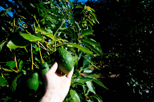 organic avocado plantation - avocado australia crop farm imagens e fotografias de stock