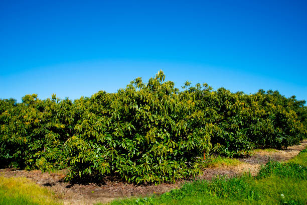 organic avocado plantation - avocado australia crop farm imagens e fotografias de stock