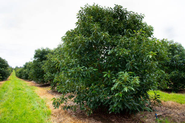 органическая плантация авокадо - avocado australia crop farm стоковые фото и изображения