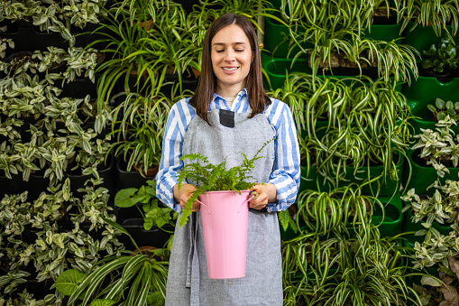 Portrait of woman gardener in apron holding fern nephrolepis in pink bucket working in greenhouse. Female agronomist florist posing at natural vertical greenery phytomodul having positive emotion
