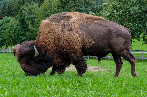 A mighty bison (breeding animal) in a cattle pasture.