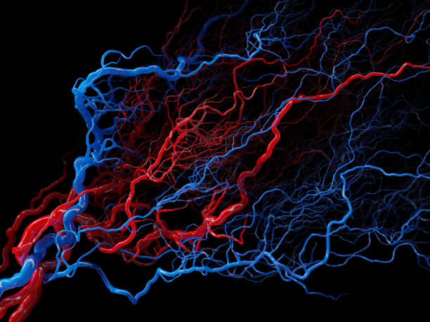 istock Vascular system - blood vessels on black - medical illustration 1475442797