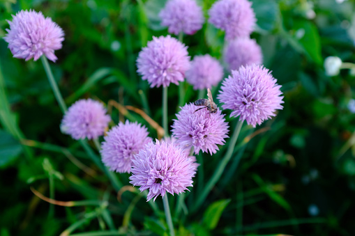 Blossoming herbal chives with pink flowers in a garden for publication, design, poster, calendar, post, screensaver, wallpaper, postcard, banner, cover, website. High quality photography