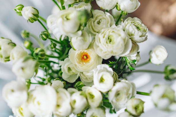 istock Ranunculus in vase at the table with sunlight from the window 1475443908