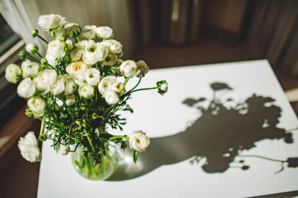 Ranunculus in vase at the table with sunlight from the window