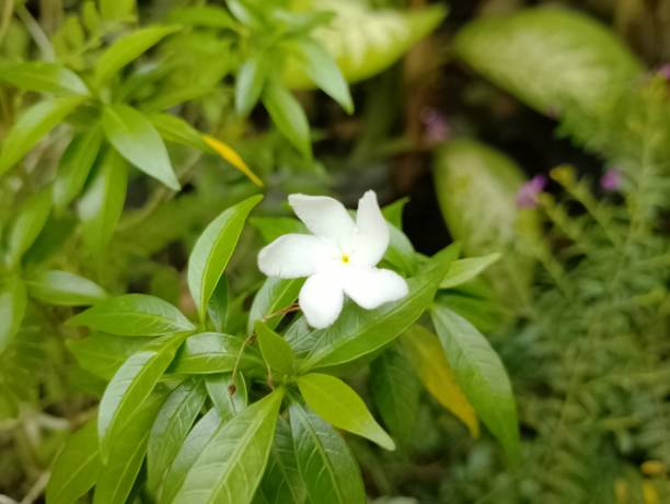 istock Mondokaki flower plants 1475444265