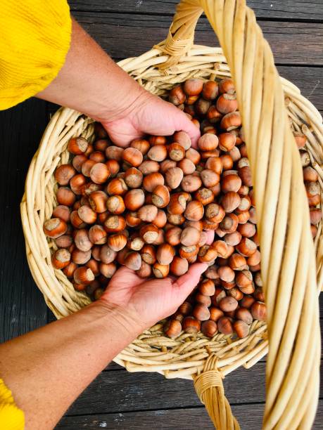 istock Hands in a Basket of Freshly Picked Hazelnuts 1475445221