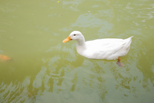 a duck is swimming in the fish pond water