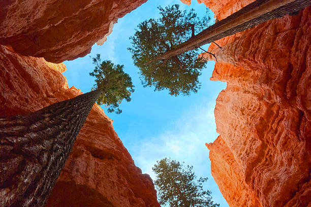 istock Adaptability of growing trees in Bryce Canyon NP, Utah, USA 147544769