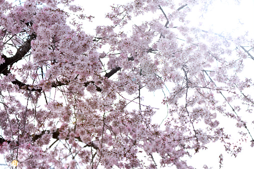 Backlit of Cherry blossoms in full bloom with shallow depth of field.