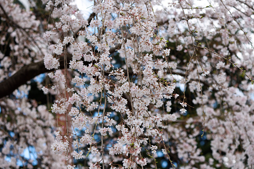 Weeping cherry tree blossoms in full bloom with shallow depth of field.
