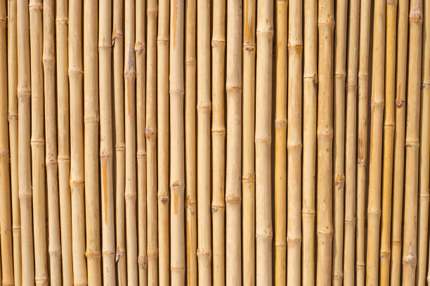 istock Yellow bamboo texture. Dried bamboo wall or fence background 1475449224