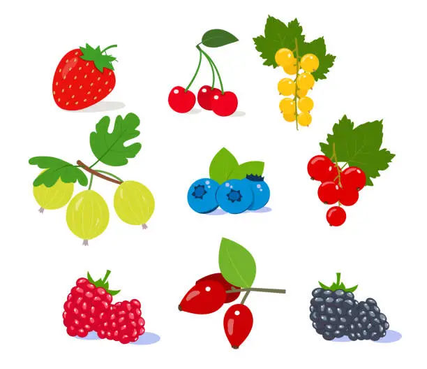 Vector illustration of Set of berries. Strawberry, blackberry, raspberry, blueberry and green leaves, rosehip