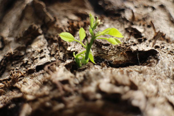 istock For nature followers 1475451497