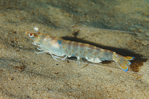 Sea life  shrimp  Aquatic organism Underwater  Mediterranean sea Scuba diver point of view. Other name: Scampi, Nephrops norvegicus, Nephropidae shrimp-lobster, Norway lobster, Škamp.