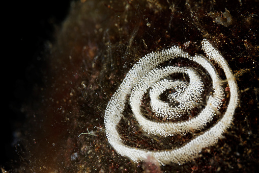 Sea life Nudibranch eggs underwater
