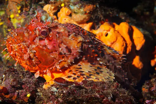Underwater Red Scorpionfish fish deep in sea Sea life Mediterranean sea Scorpaena scrofa Scuba diver point of view