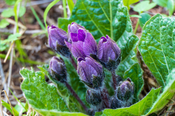 Purple Mandragora flowers among green leaves close-up on a blurred background. Autumn mandrake Purple Mandragora flowers among green leaves close up on a blurred background. Autumn mandrake mandragora stock pictures, royalty-free photos & images