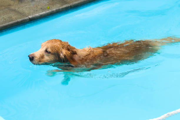 istock golden retriever swimming in a swimming pool, 1475455352