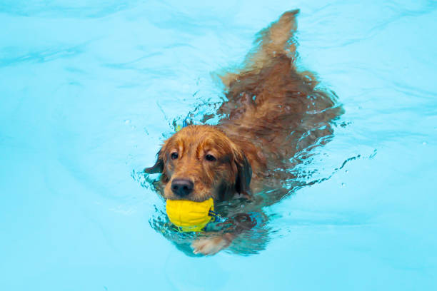 istock Golden Retriever swimming in a pool 1475455381